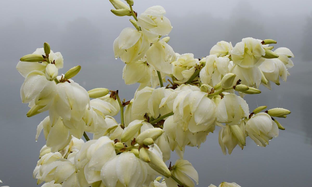 Pests and diseases that affect Yucca