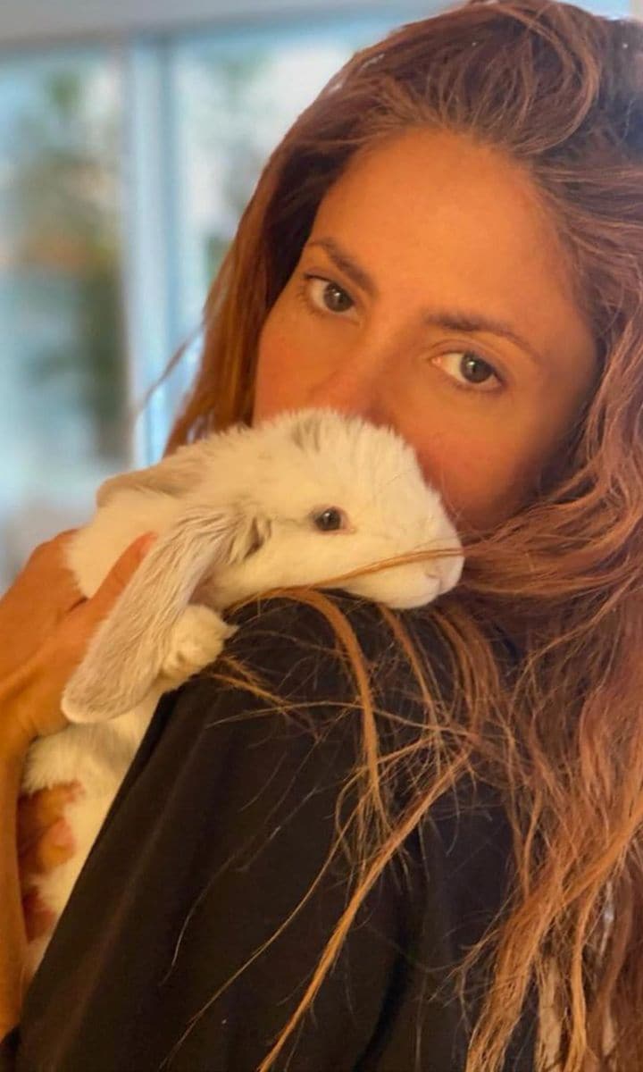 Shakira new pet bunny