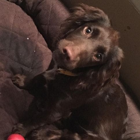 Isn't Olive Beckham just the cutest! The family brought home the beautiful cocker spaniel in September and now can't stop uploading pictures of the little cutie.
<br>Photo: Instagram/@victoriabeckham