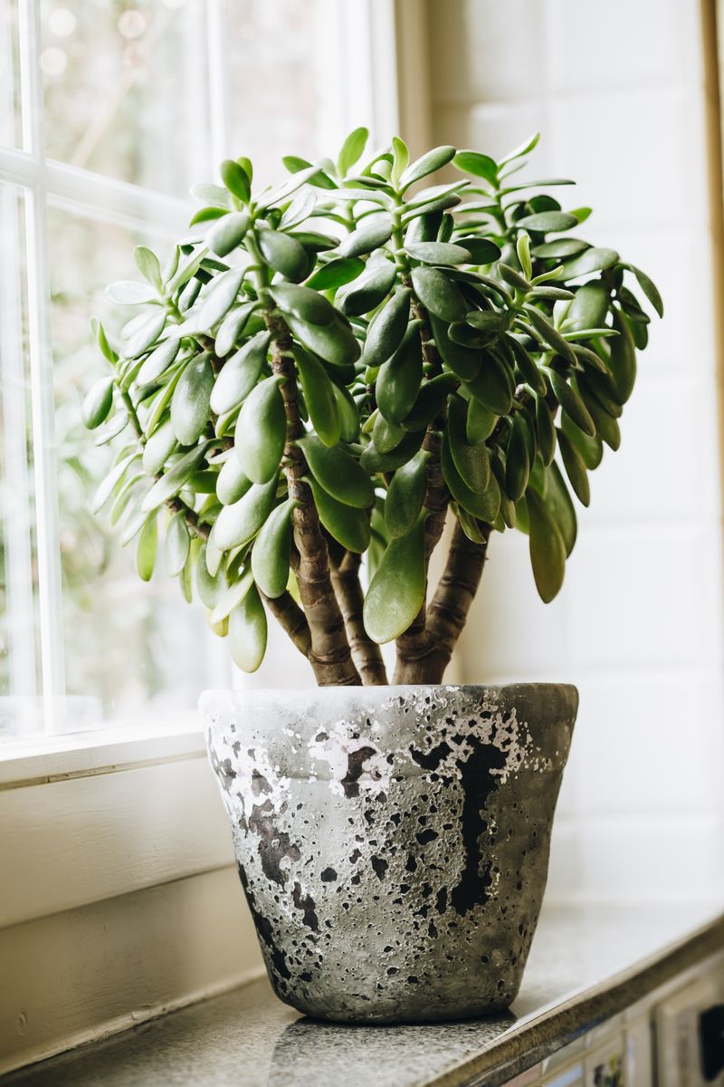  Jade Plant (Crassula ovata)