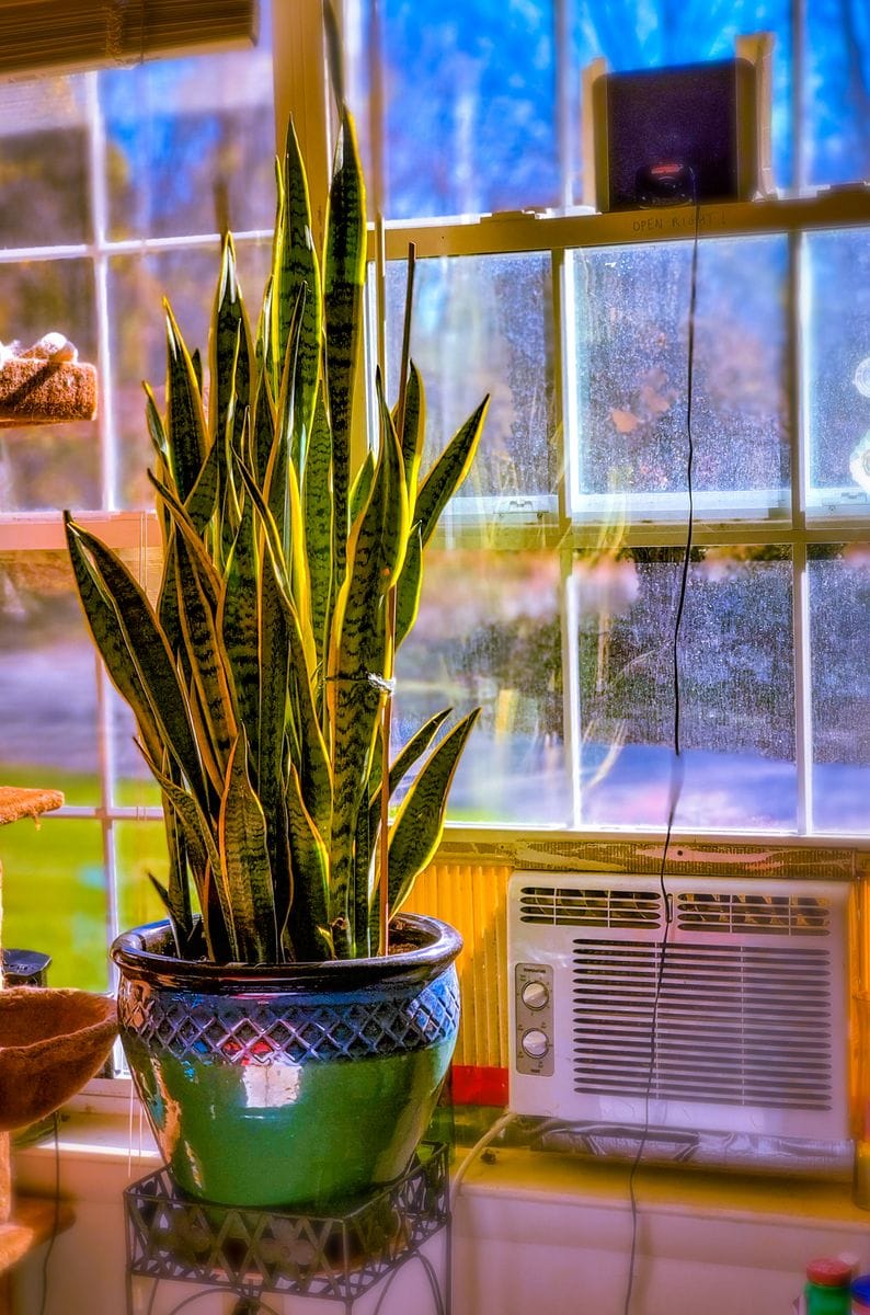 A large potted snake plant (Sansevieria) in a decorative ceramic pot, placed near a bright window with an air conditioning unit below.