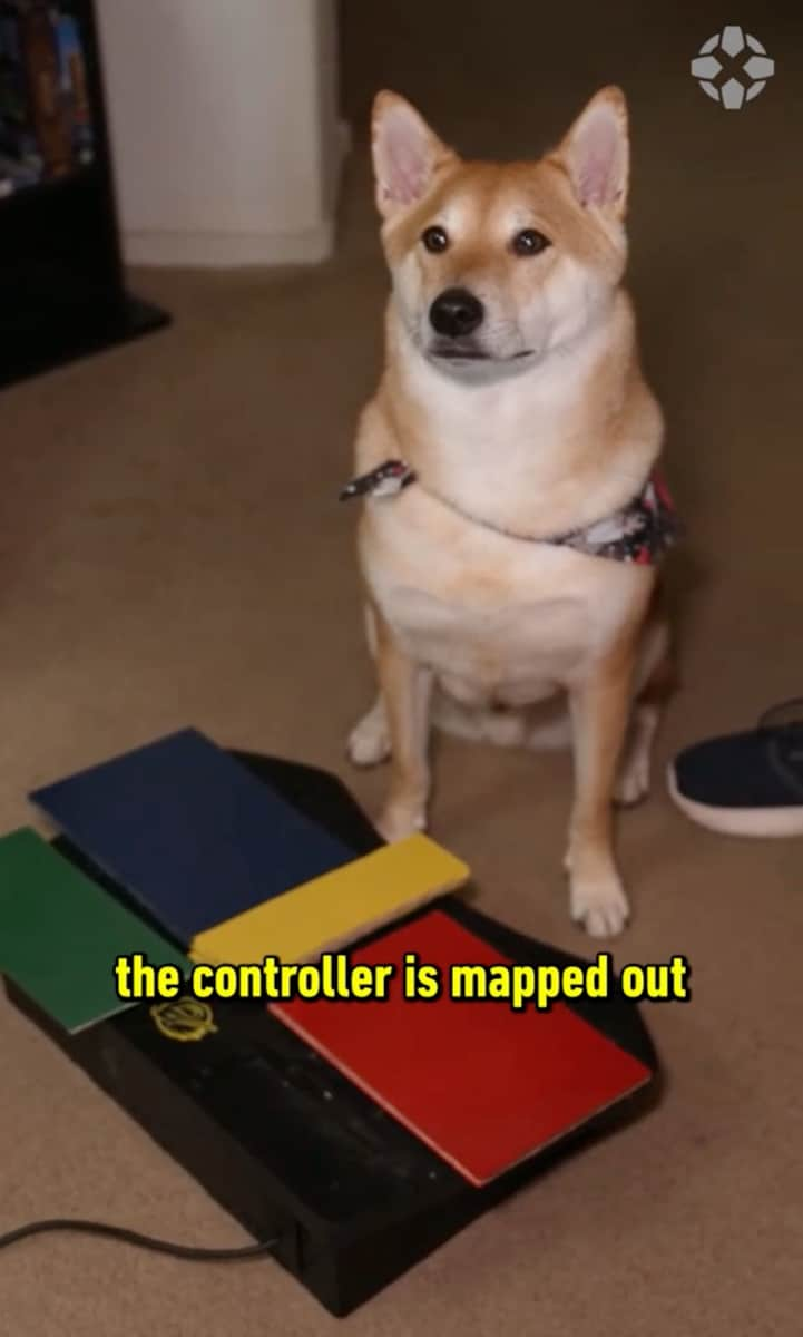 Peanut Butter, the dog who plays video games