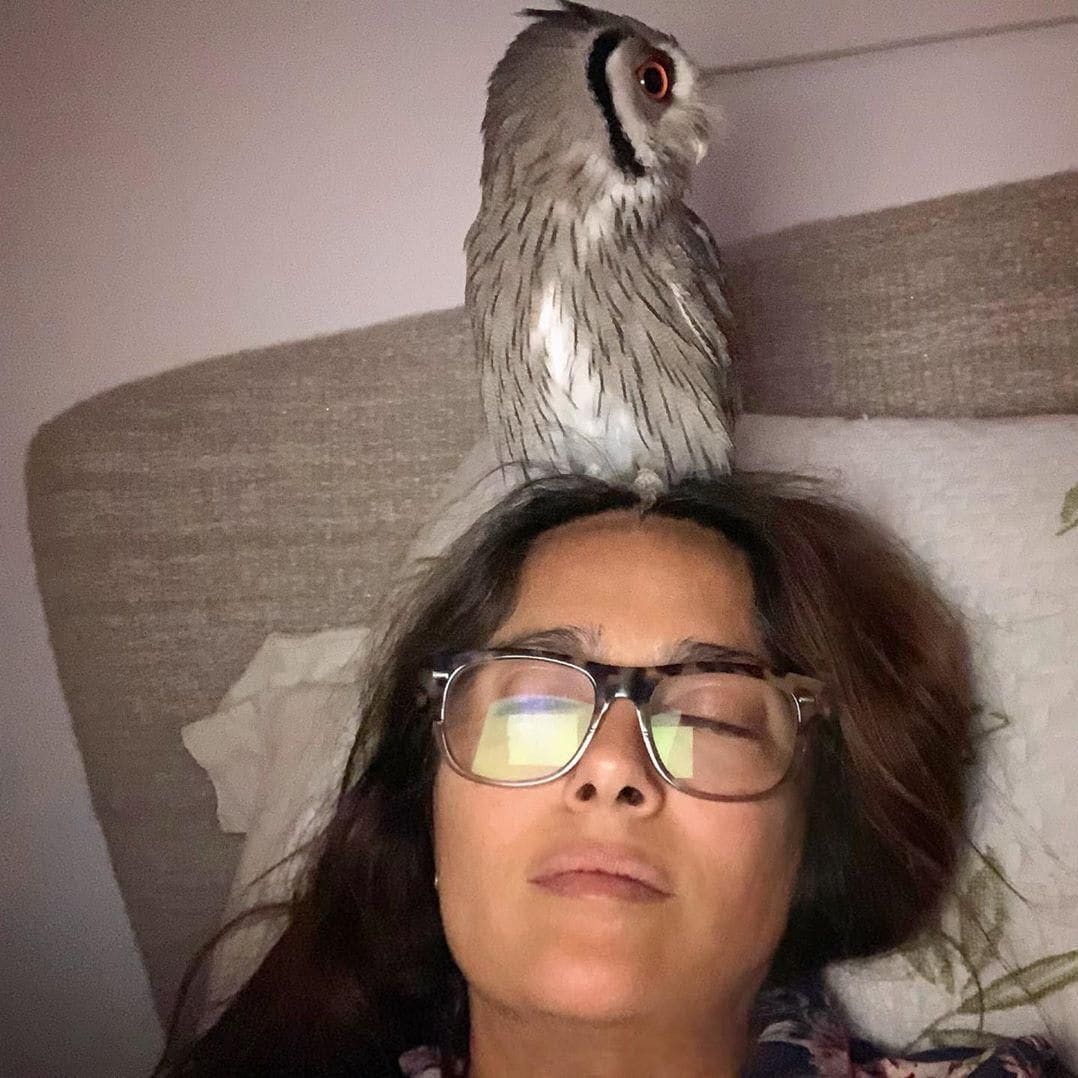 salma hayek pet owl