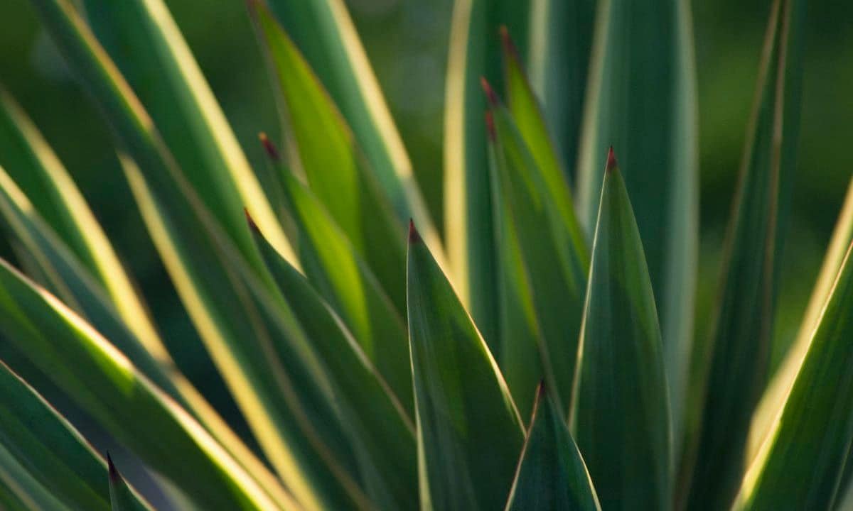 adding nutrients to your yucca plant