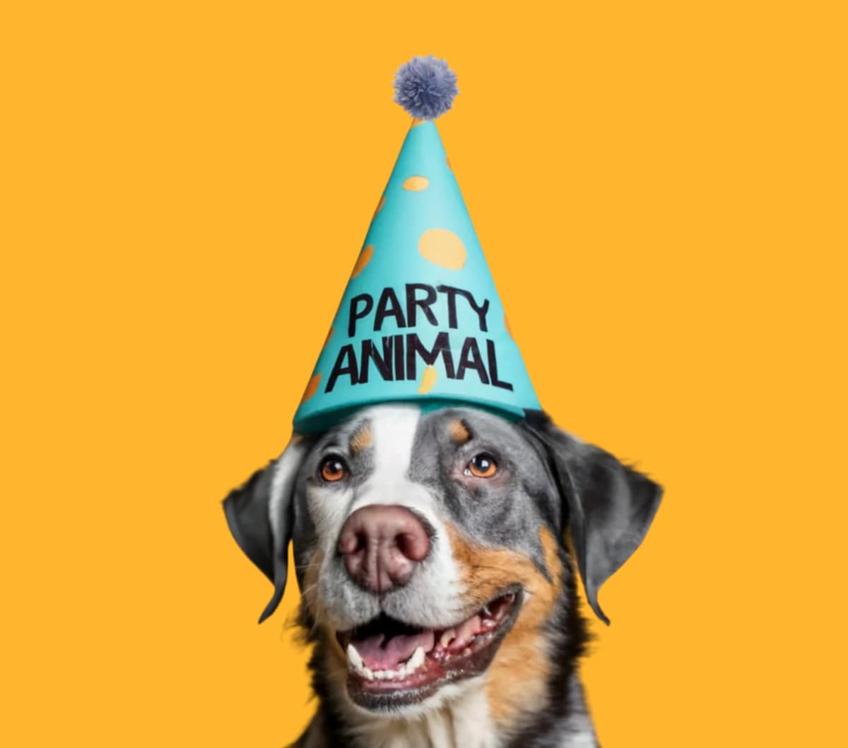 Bonus: Celebrate big with your pet this year!