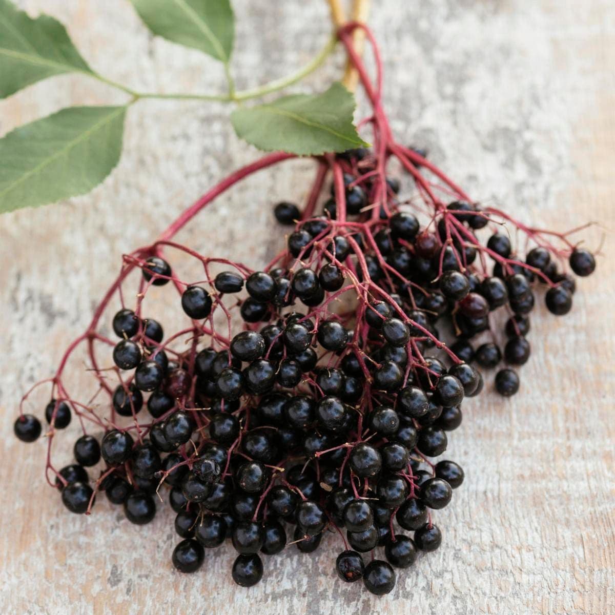 elderberry syrup