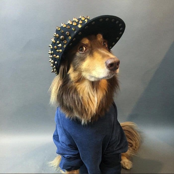Amanda Seyfried's dog Finn has even co-starred with her in a short film for Vogue and here he is showing off his edgy style (and modeling chops) in a pic the actress posted to Instagram.
Photo: Instagram/@mingey