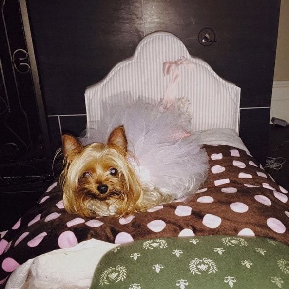 Britney Spears loves to pamper her pooch and even dresses her up sometimes. Here is 'Princess Sara Beth' in all her glory.
<br>Photo: Instagram/@britneyspears