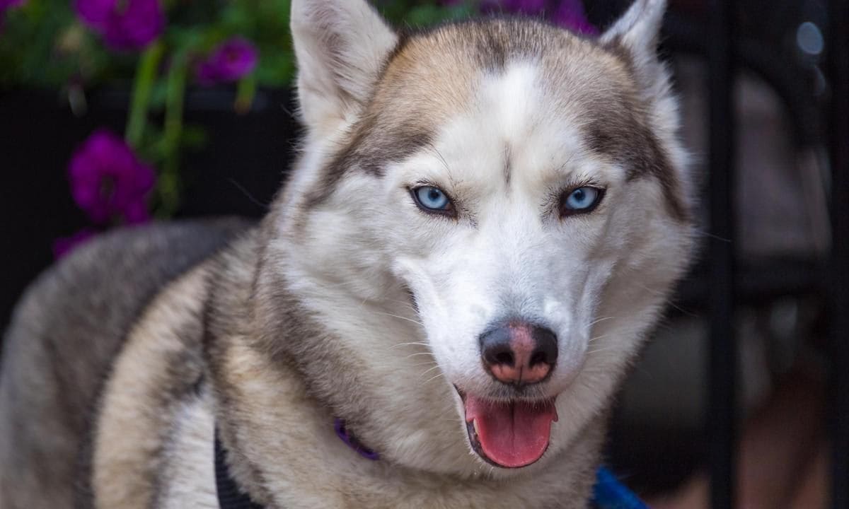 Beautiful husky dog looking at the camera with his tonge out