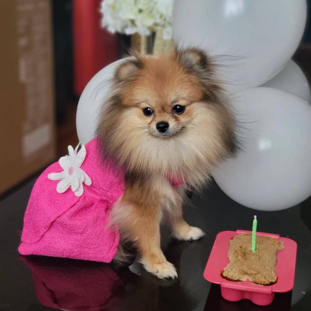 Cardi B shows dog Fluffy in adorable pink dress for her birthday