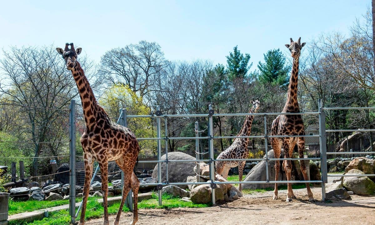 Giraffes in their paddock at the Roger Williams Park Zoo in Providence, Rhode Island