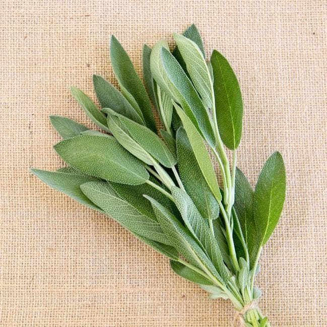 Bunch of fresh sage