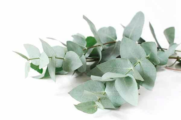 Closeup of green eucalyptus leaves branches on white table background.