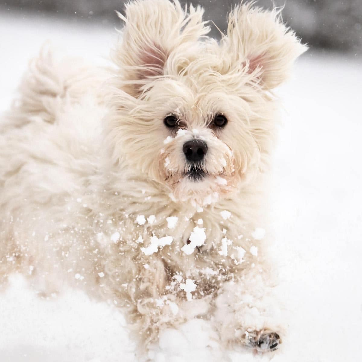 LIBRA Havanese