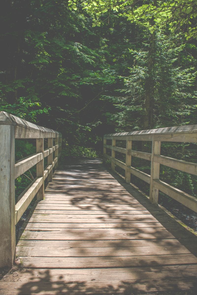 Forest path with bridge