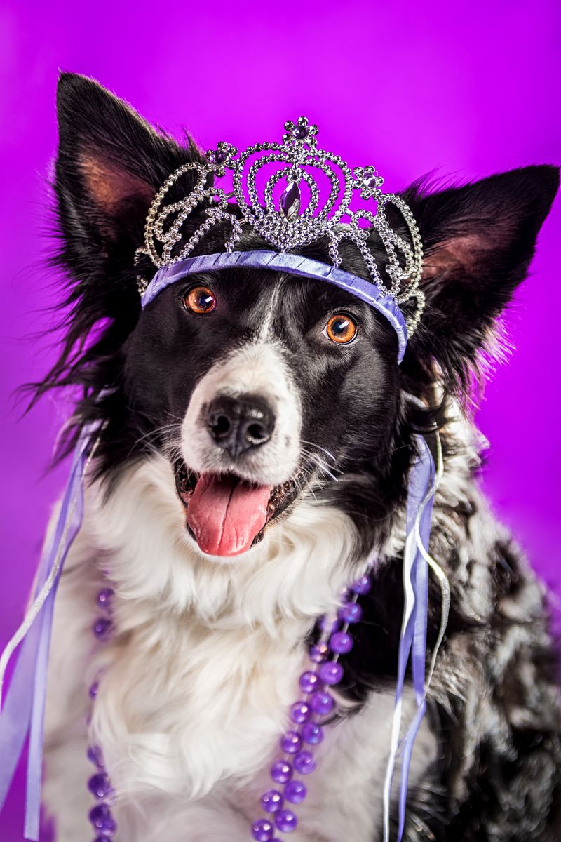 A happy black and white Border Collie wearing a crown and necklace on a purple background.