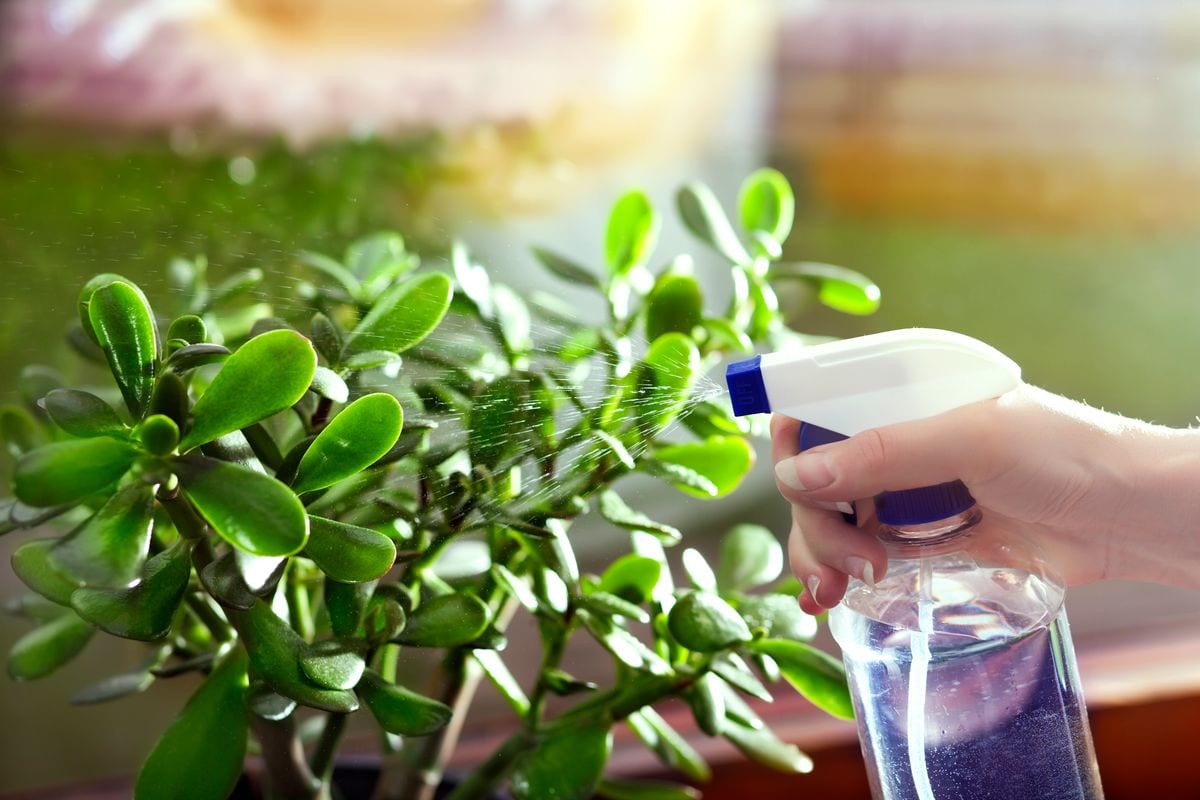 How to care for a Jade Tree and invite prosperity into your life