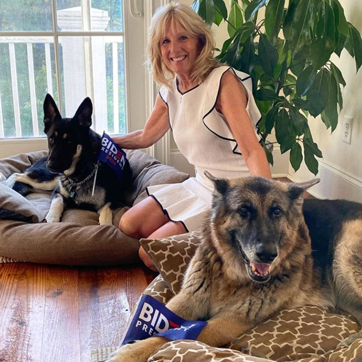 jill biden dogs