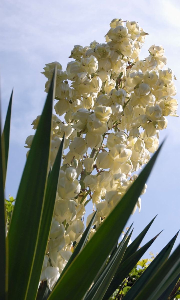 The Yucca Flowers