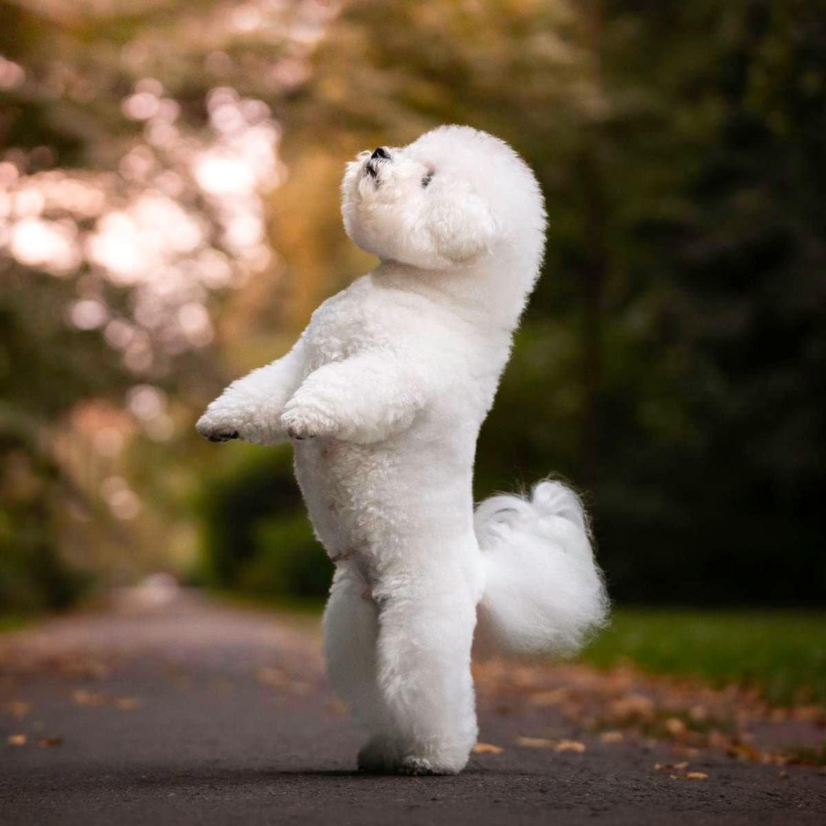 A bichon frise dog is standing in a park alley. The dog is dancing on its hind legs. Outdoor photo