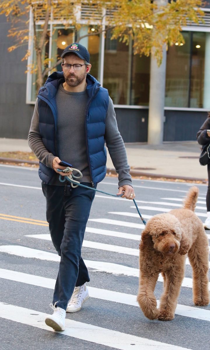 Ryan Reynolds' dog