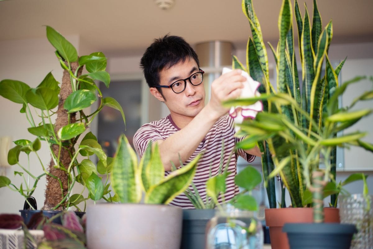 A mid adult man taking care of his indoor plants.