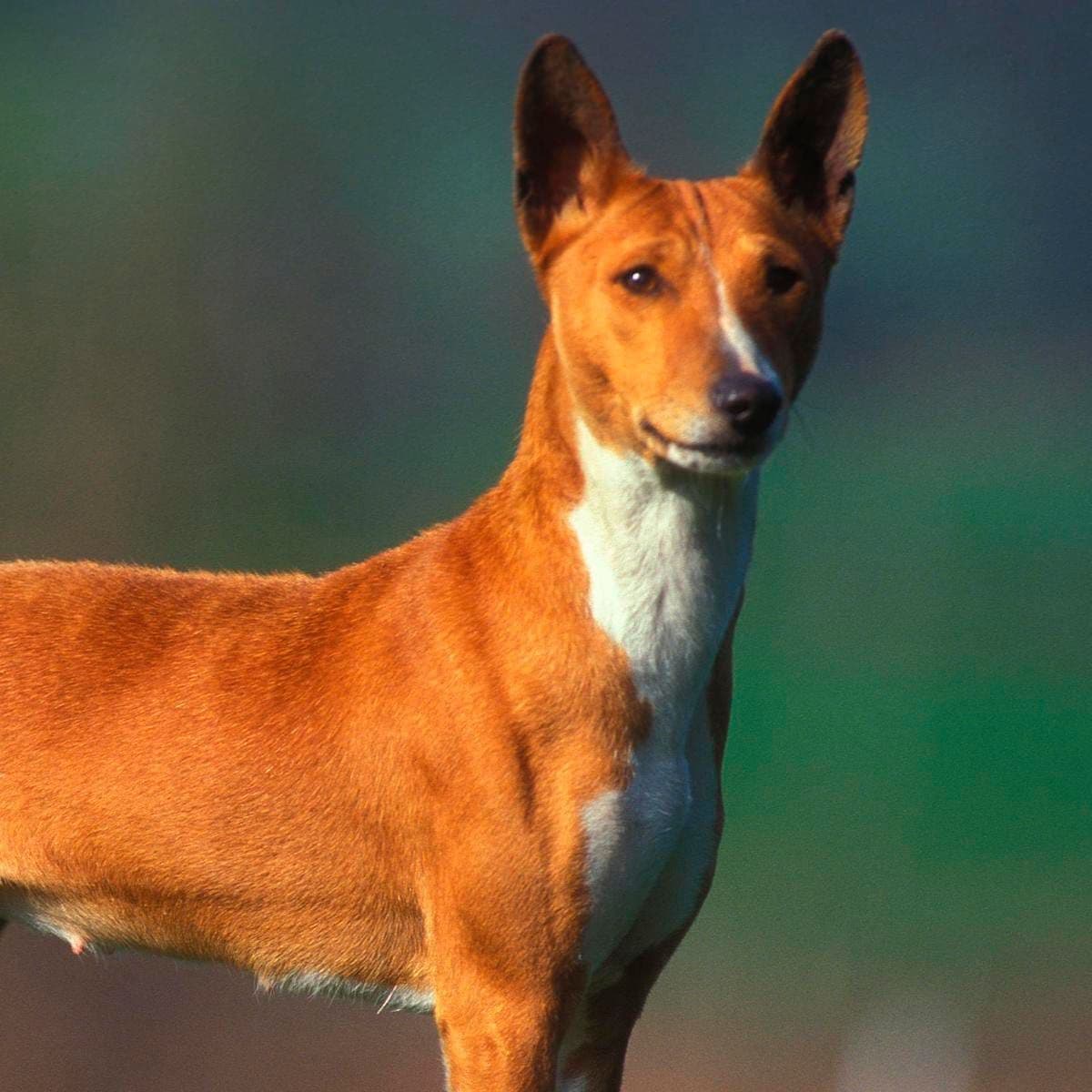 Basenji, Canis familiaris