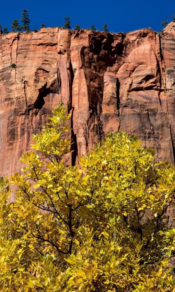 Shot of some of Zion National Park's flora