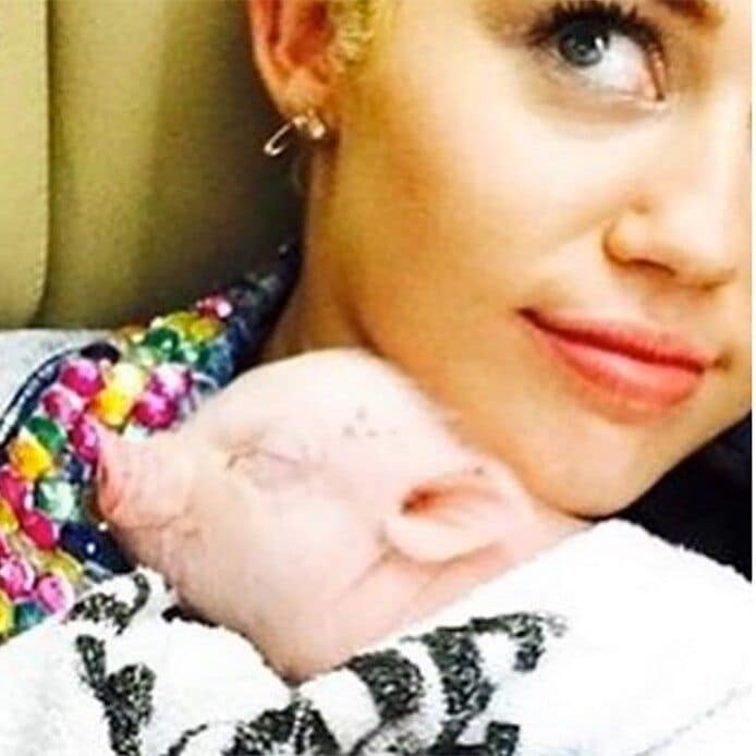 Miley Cyrus showed off her adorable pig "Pig."
<br>
Photo: Instagram/@mileycyrus
