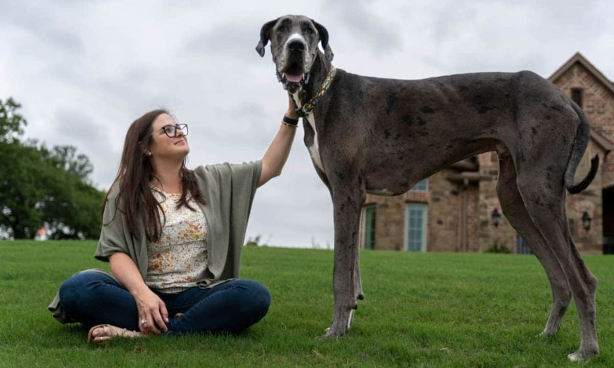 Zeus the great dane