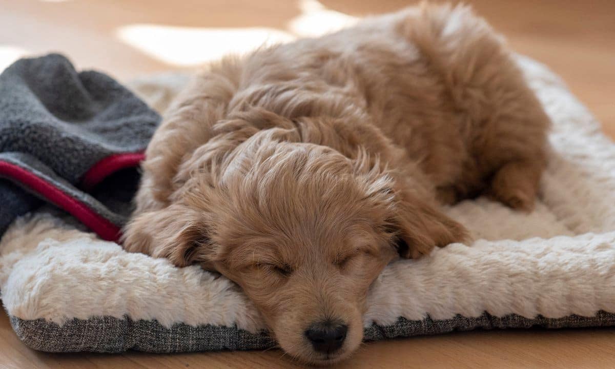 Puppy, Goldendoodle