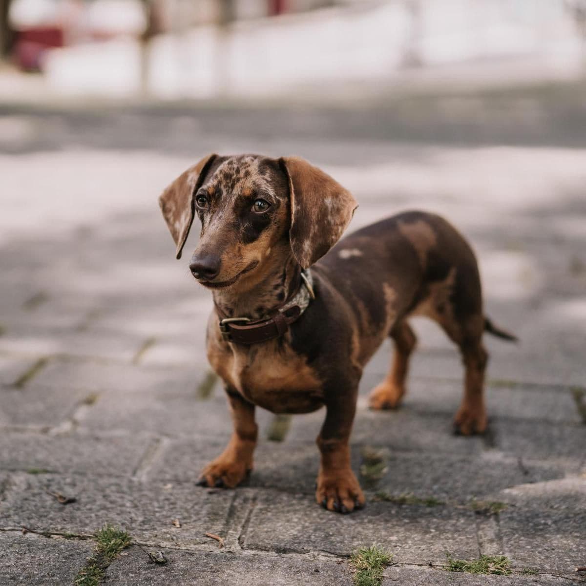 Dachshund