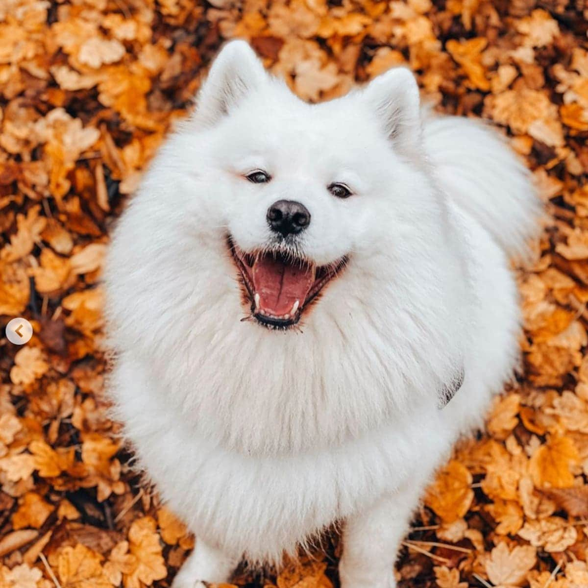 MAYA THE SAMOYED