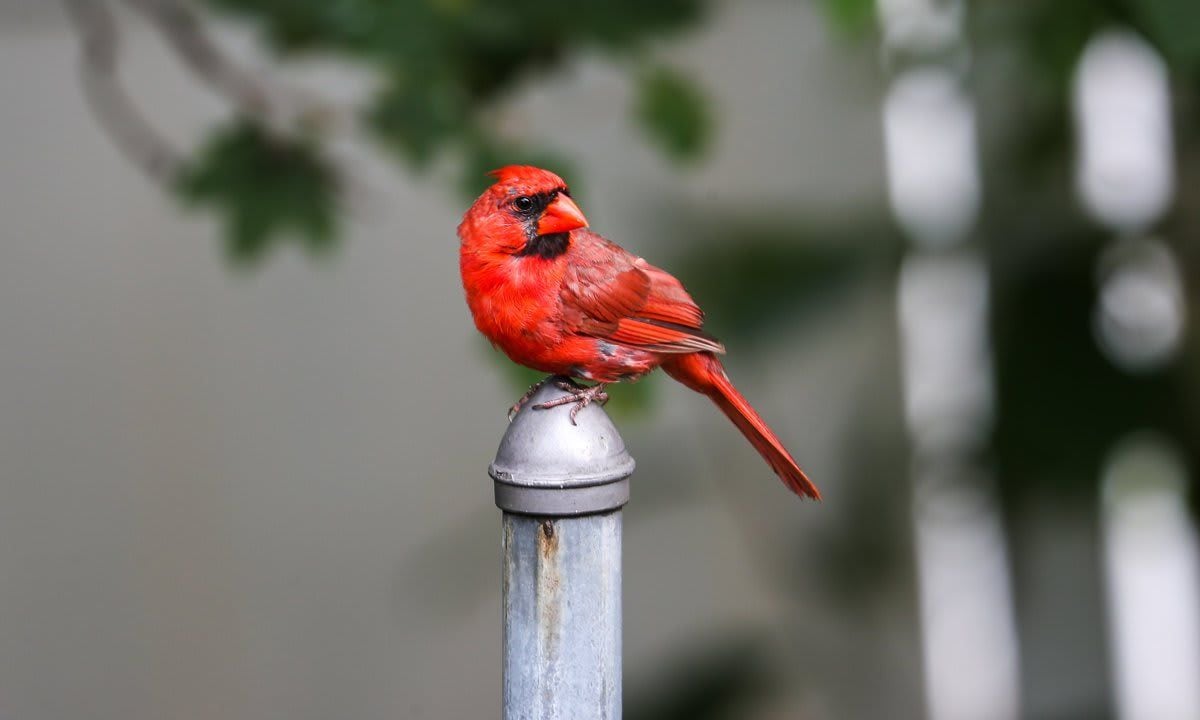 Northern Cardinal bird