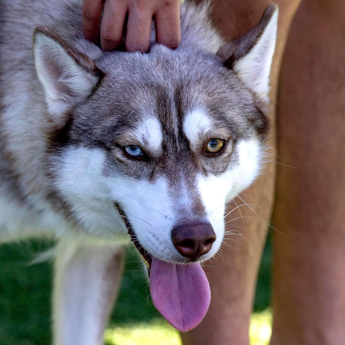 SAGITTARIUS Siberian Husky