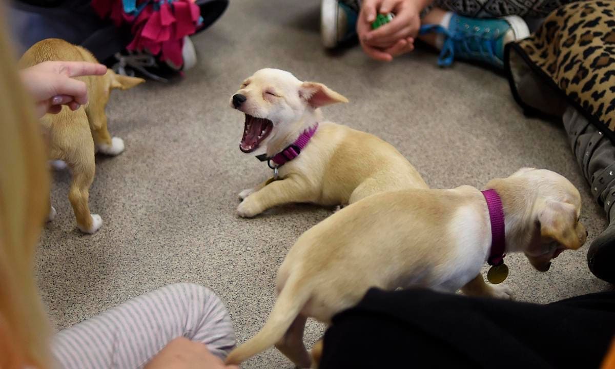 Denver Dumb Friends League's child volunteer dog training