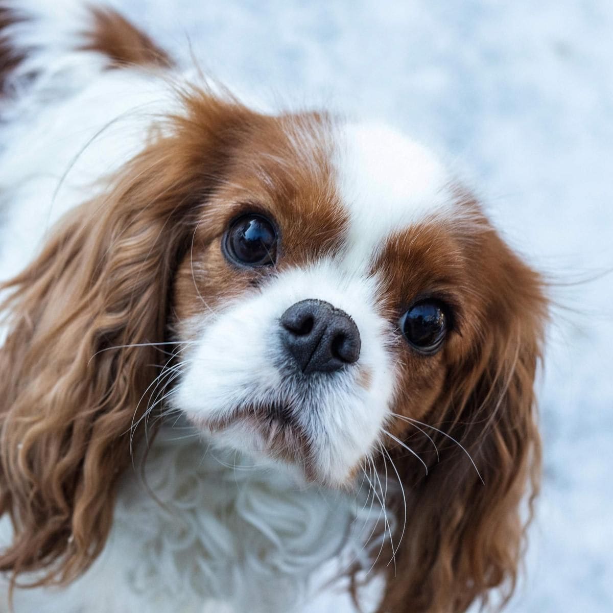 PISCES Cavalier King Charles Spaniel