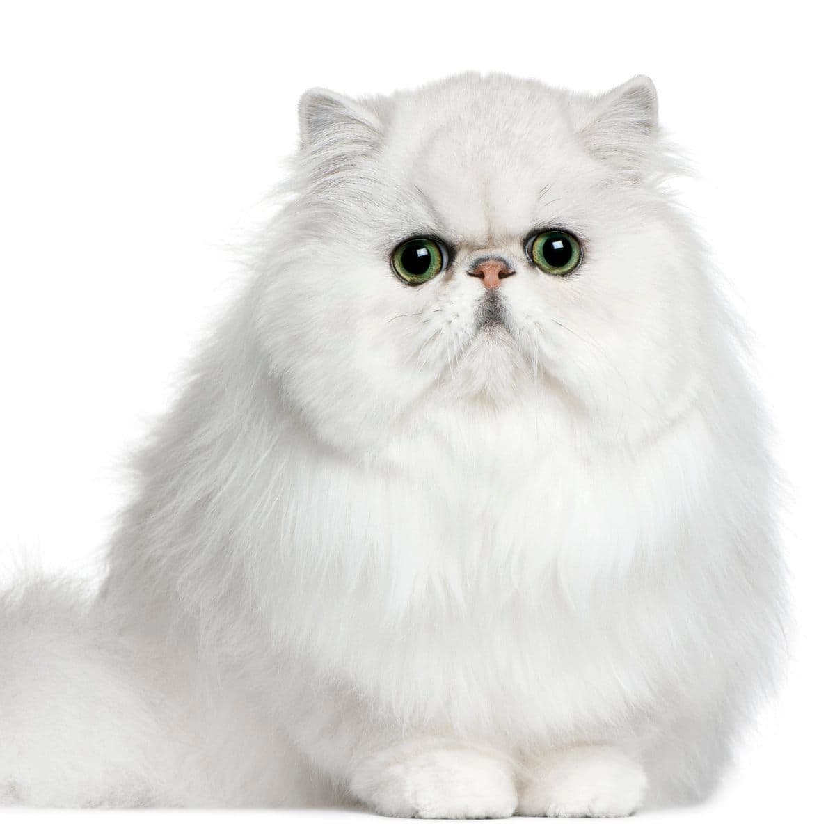 Persian cat, 8 months old, sitting