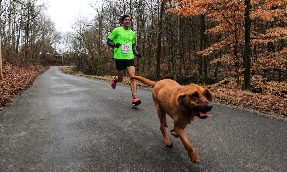 Dog Runs Marathon