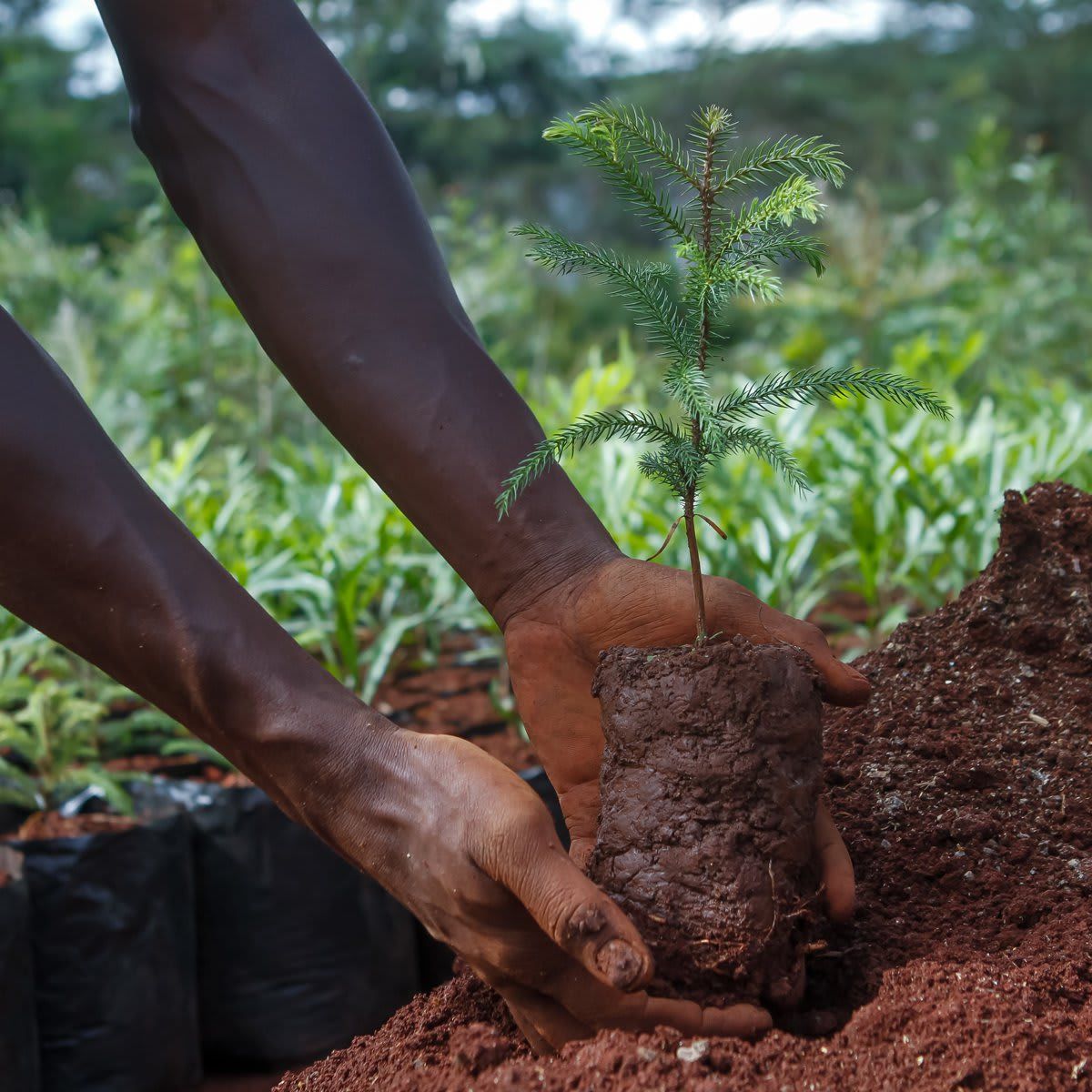 Japonica tree seedling is being prepared for customers at