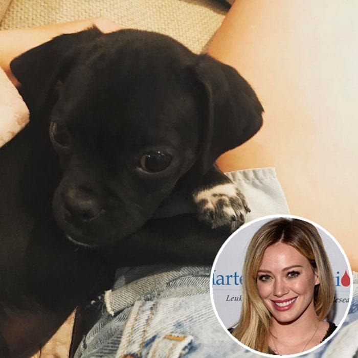 Hilary Duff shared a photo of her newly adopted puppy from Love Leo Rescue via Instagram. The <i>Younger</i> actress first named him Momo but then wasn't sure that was the right fit for the Labrador mix.
Photo: Instagram/@hilaryduff