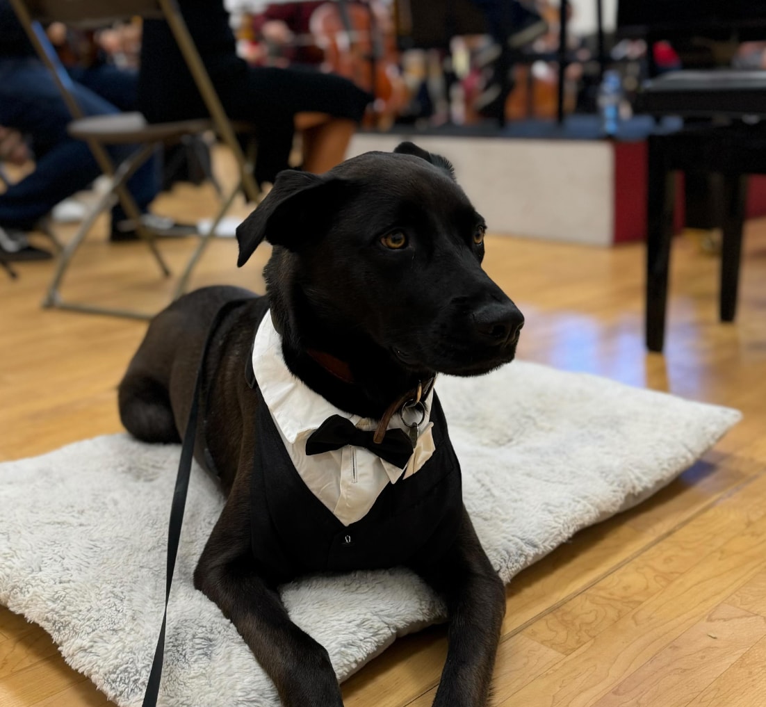 Dog obsessed with classical music 