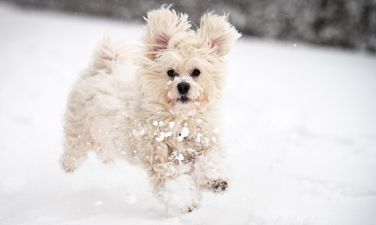 Havanese