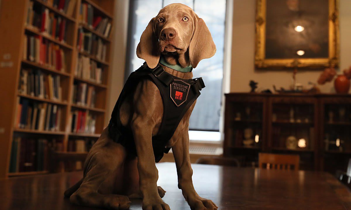 MFA Boston Employs Puppy To Sniff Out Pests