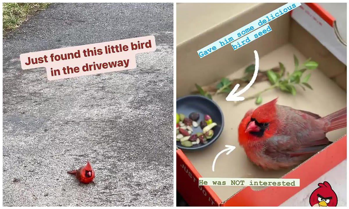 Reese Witherspoon asks fans for help after finding a cardinal bird in her home