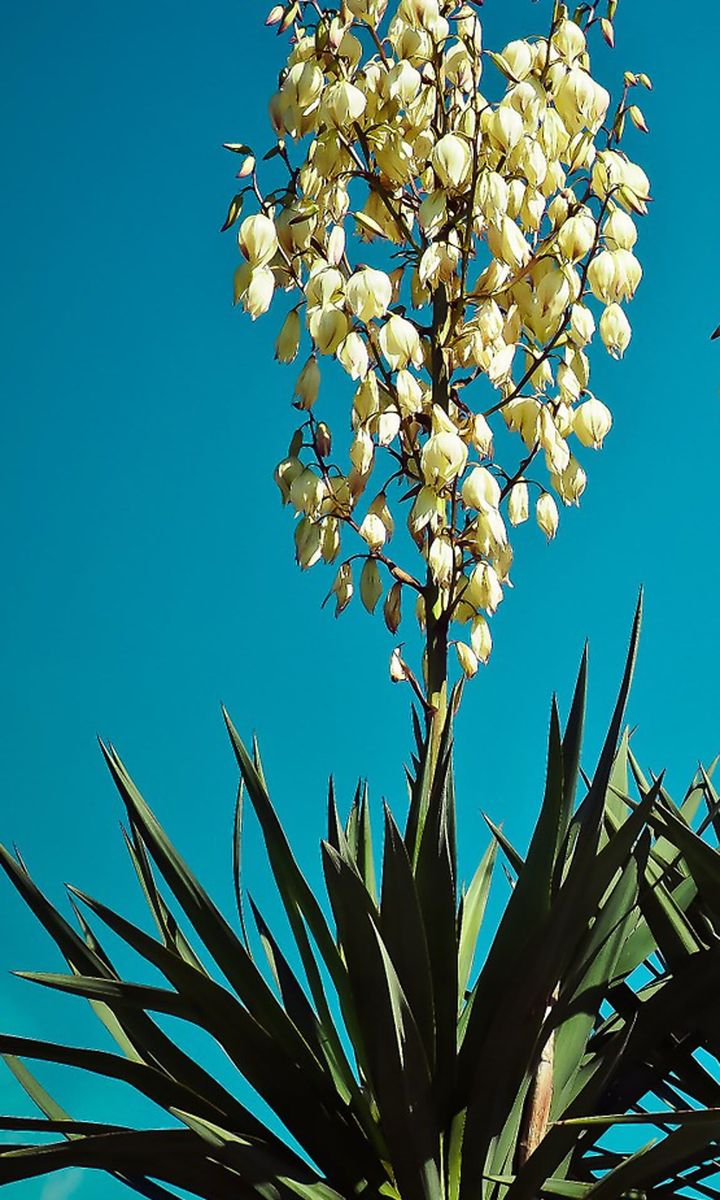 The size of the Yucca plant