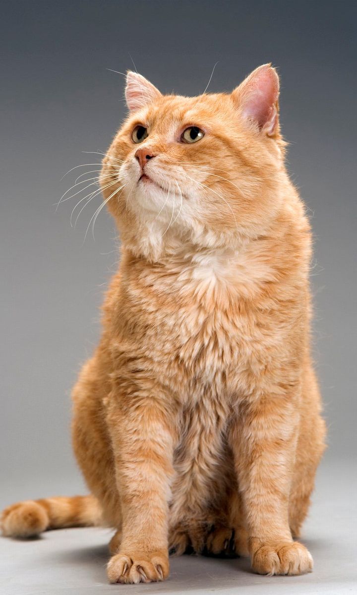 European shorthair red tabby, Felis catus