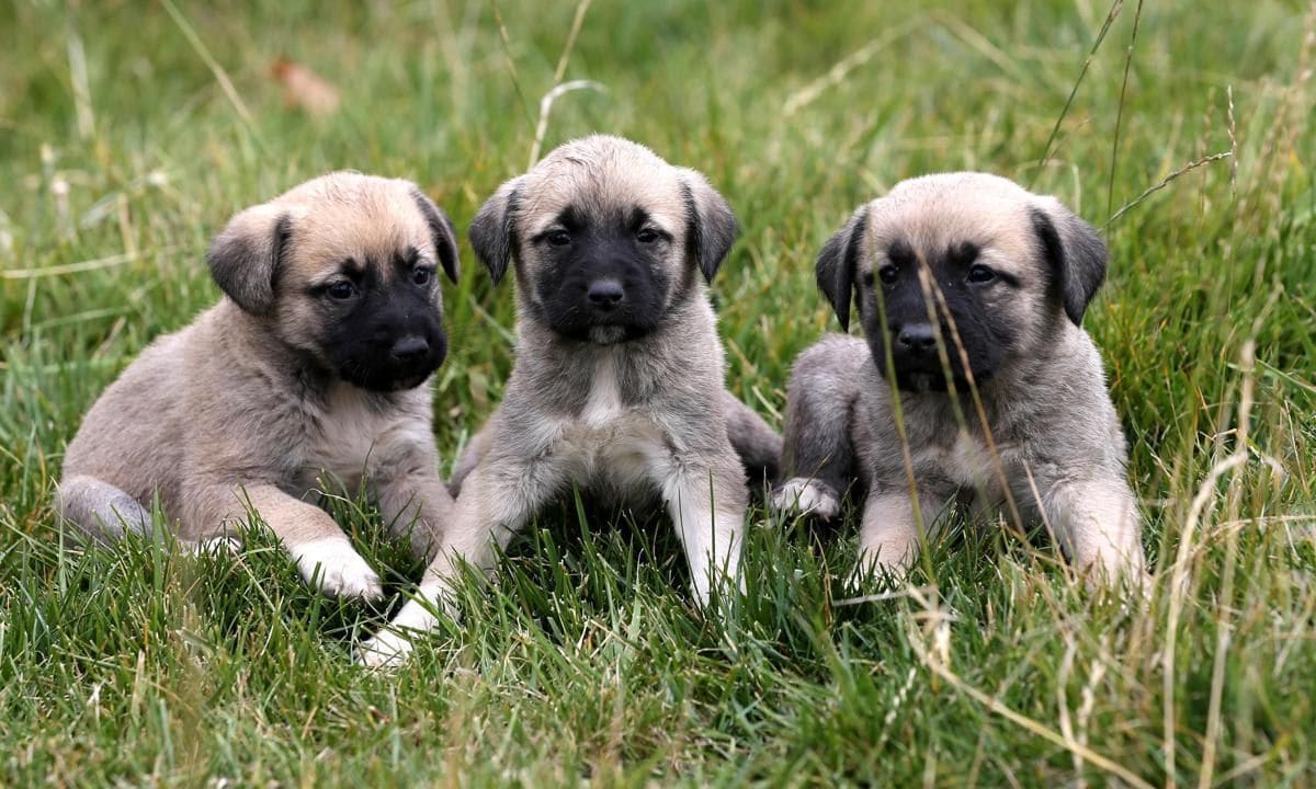 The genetics of Sivas Kangal dogs protected with a chip