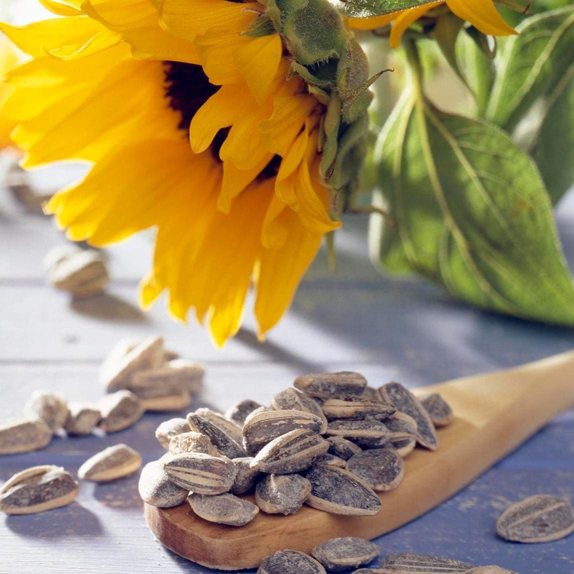 Sunflower and sunflower seeds