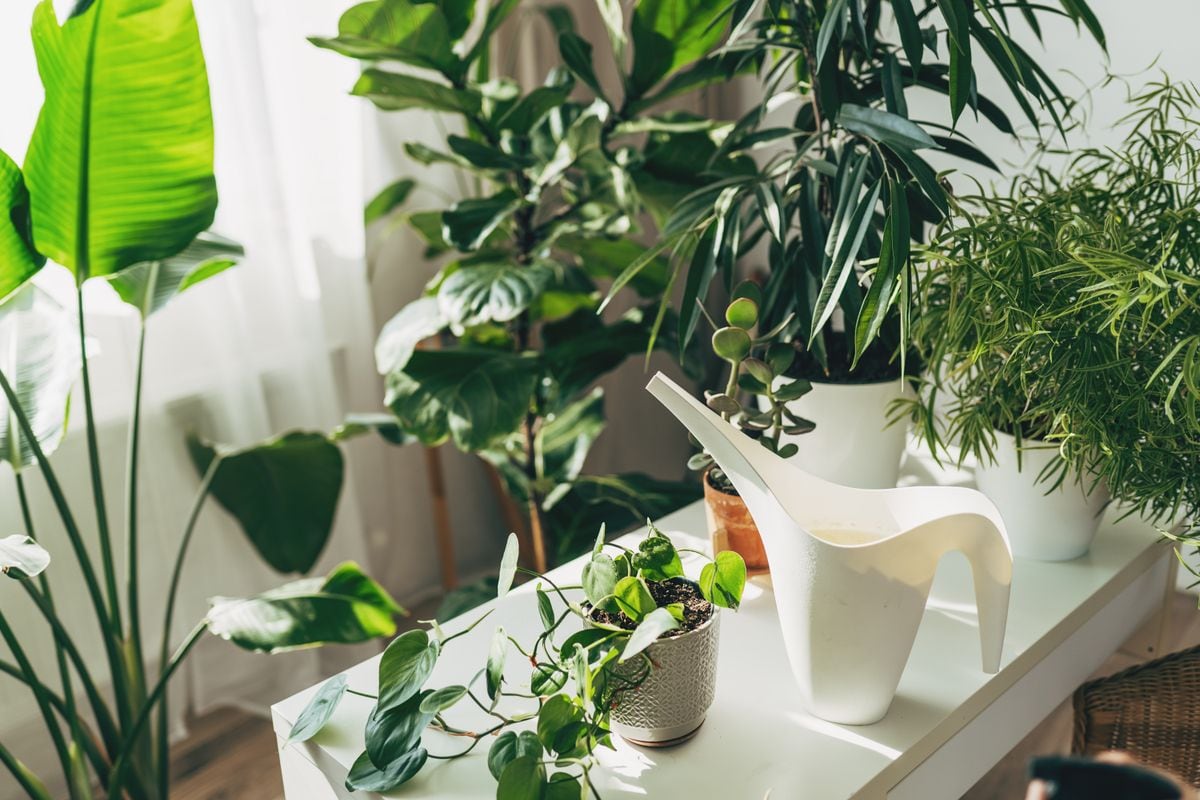 Interior design of living room with wooden console, beautiful composition of plants in different hipster and design pots, books and elegant personal accessories in home garden